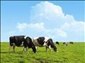 Click to see image detail grassfedcows.jpg