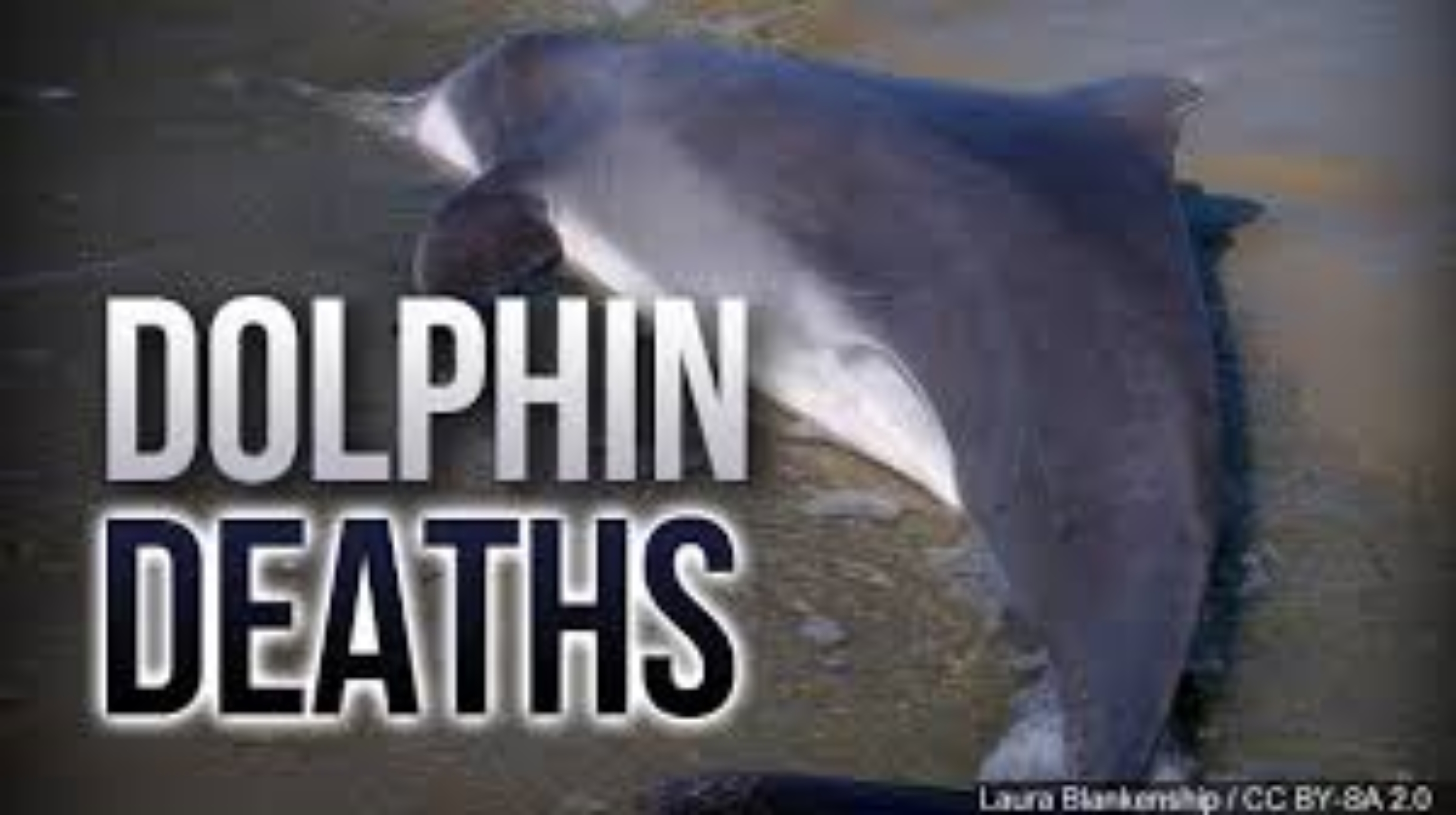 Uploaded Image /Files/799ecefe-1c23-43e5-90ca-339f640f9d91/DolphinDeaths.jpg