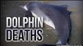 Click to see image detail DolphinDeaths.jpg