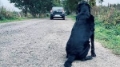 Click to see image detail abandoneddog.jpg